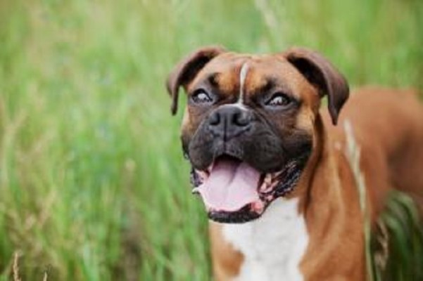 Dog Grooming Business for Sale in Queens County
