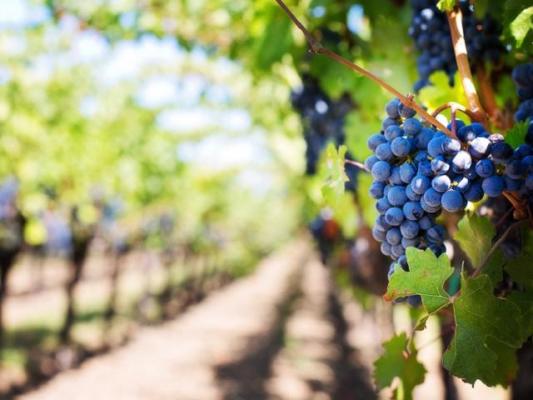 Premier Full-service Vineyard, Winery, and Bistro