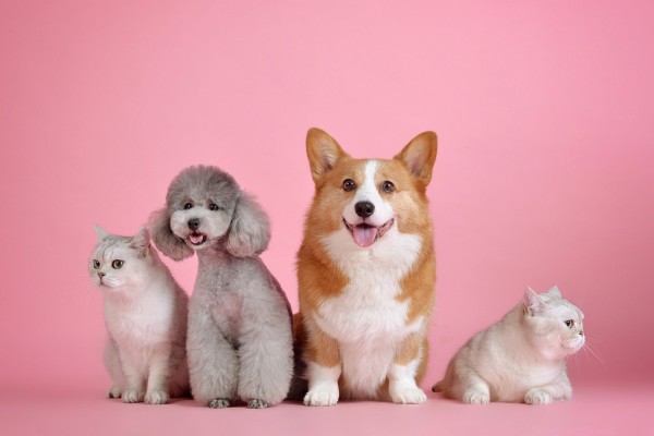 Amazing Pet Business