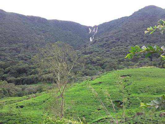 Tea Estate Seeks Buyers