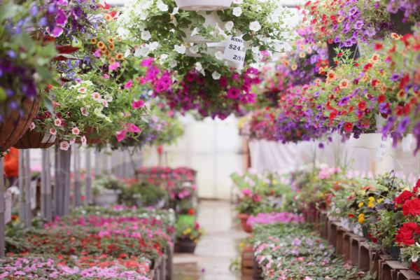 Long Established Nursery Garden Centre Business
