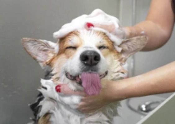 Family Owned Pet Grooming Business for Sale