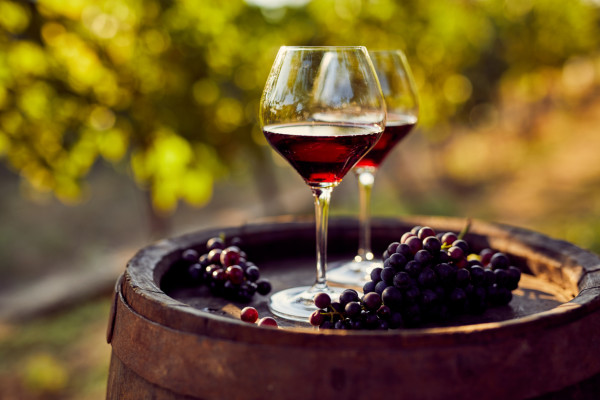 NC Vineyard & Land Located in Blue Ridge Mountains