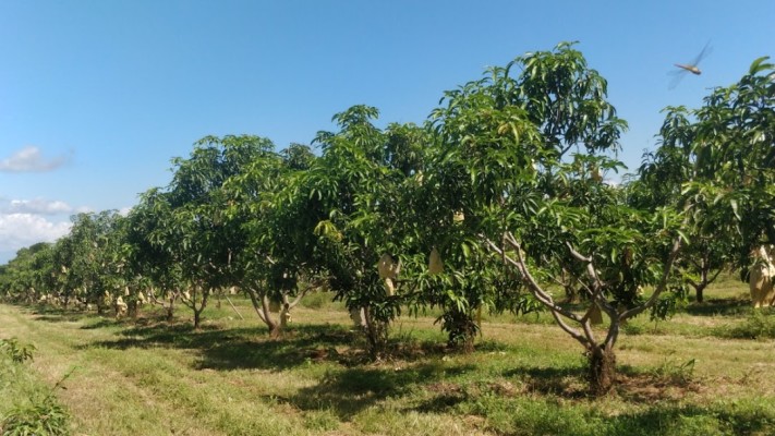 Mango with Mix Plantation Estate for Sale
