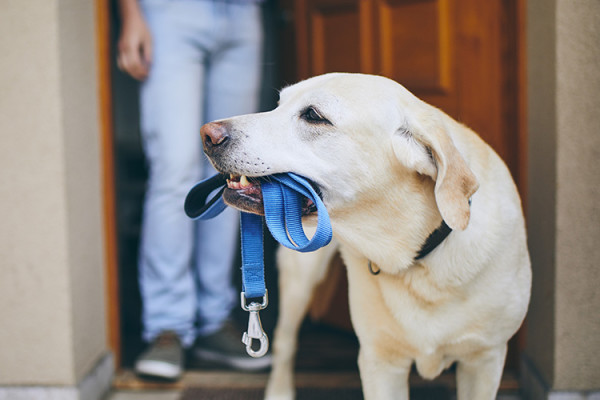 Established & Highly Rated Dog Walking Business