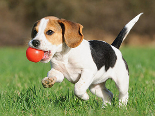 CO Mountain Resort Dog Daycare Business