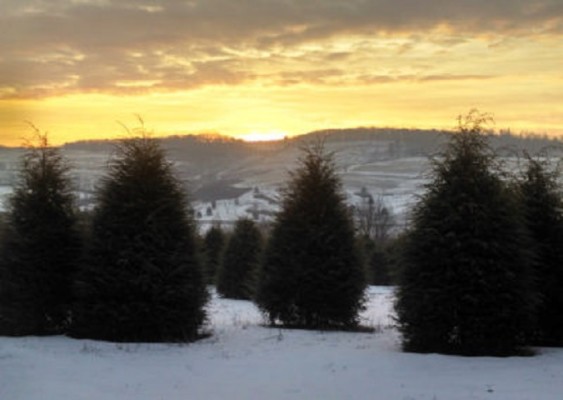 Evergreen Tree Farm – Includes Land Purchase
