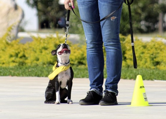 In-Home Dog Training Franchise for Sale