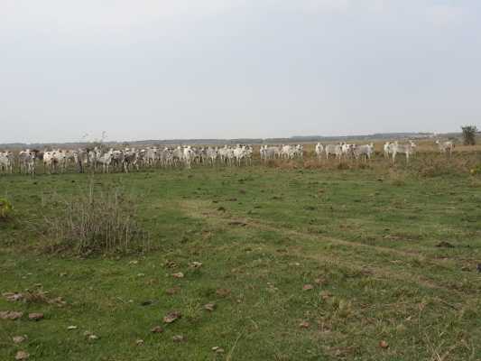 Paraguay Cattle Land