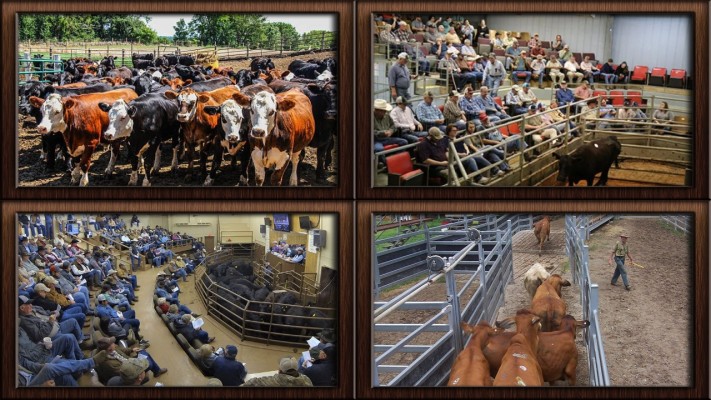 Cattle Auctioneer - History & Projections