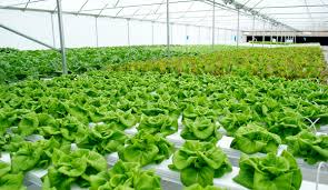 Available of Land for Agriculture Project