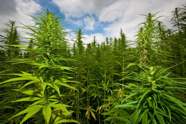 US Cannabis Proven Expanding in US & to EU