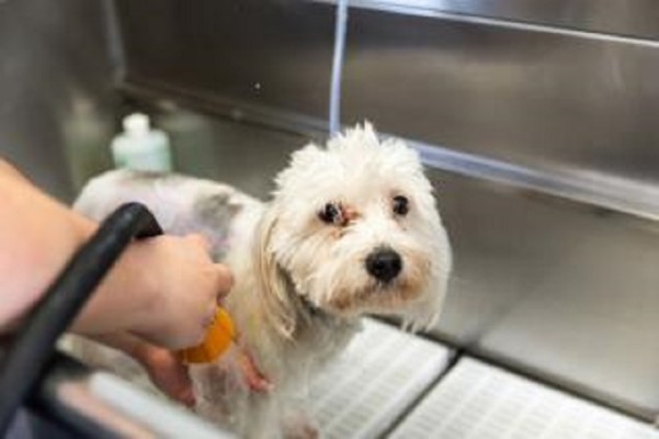 Dog Grooming Business for Sale Suffolk County, NY