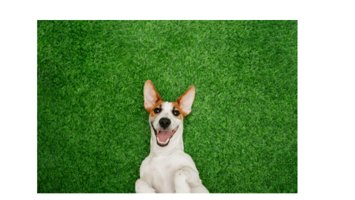 Recently Renovated Pet Boarding and Grooming Store