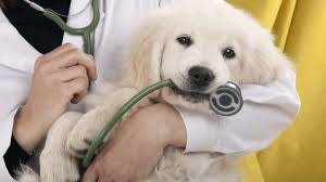 Successful Veterinary Clinic with 36 Year History