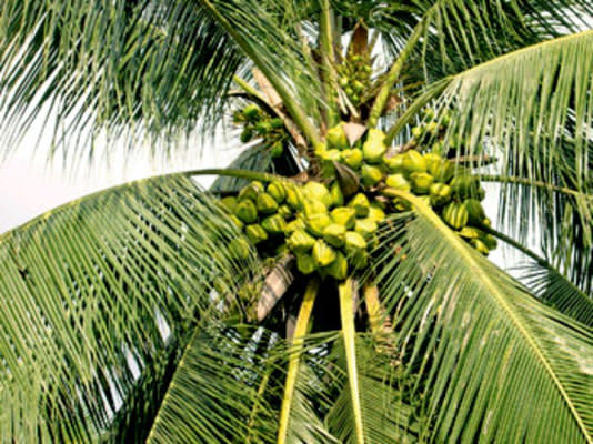 Coconut Cultivation Company for Sale
