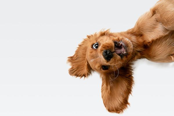 Established & Profitable Dog Boarding Business