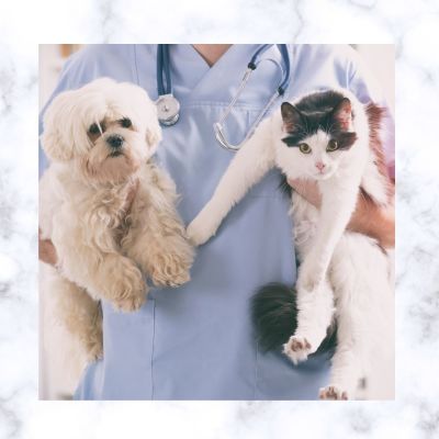 High Cash Flow East Valley Veterinary Practice