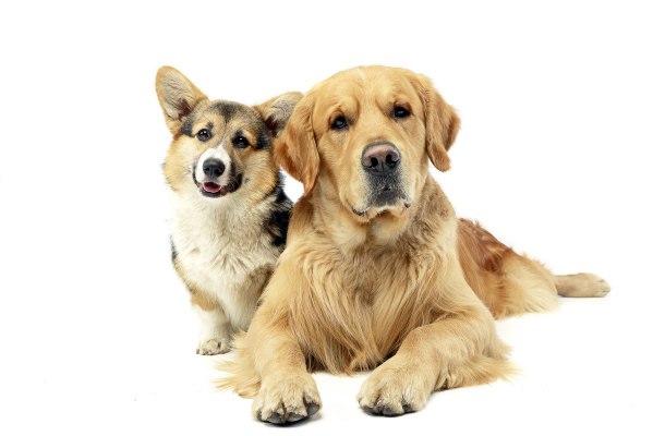 Top Brand Albuquerque Dog Care Business for Sale