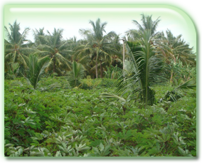 Agriculture Mixed Land for Sale Sri Lanka