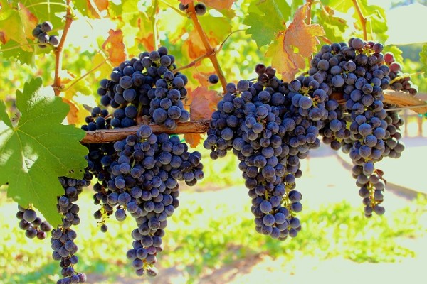 Rare Winery Opportunity