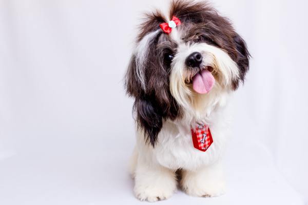 Successful Recession Proof Pet Grooming Business