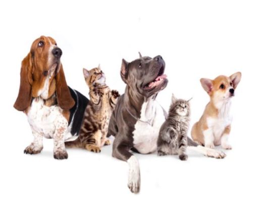 Pet Care with Full Services, $250K Cash Flow
