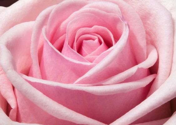 Growing Flower & Gift Shop - Price Reduced