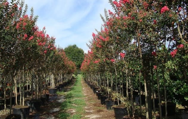 Highly Profitable Tree Farm Sale