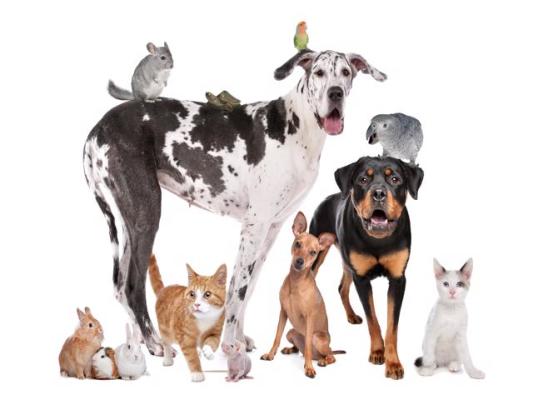Mid Michigan Dog Boarding, Daycare and Grooming