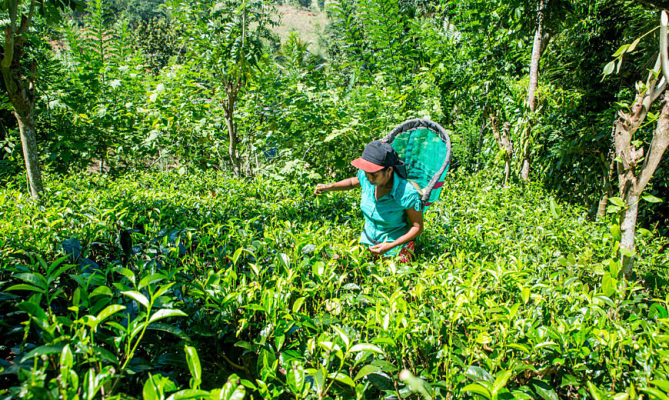 50 Acres Tea Estate for Sale