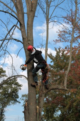 Niche Outdoor Maintenance - Established/Profitable