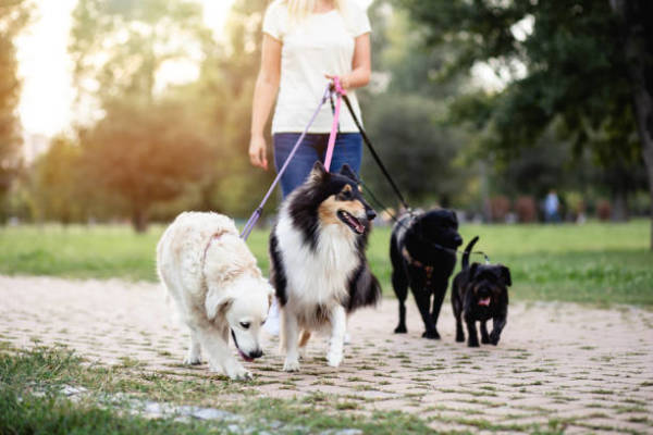 Pet Services - Retail Chain