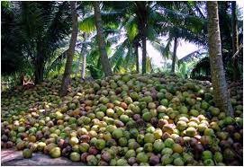 Property 280 Acres Coconut Estate for Sale