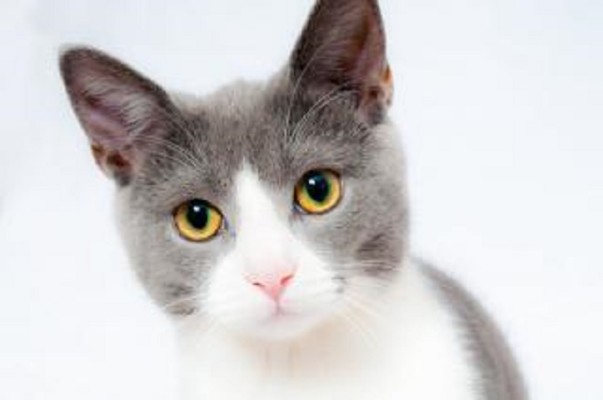 Pet Supply & Groomer in Kings County, NY