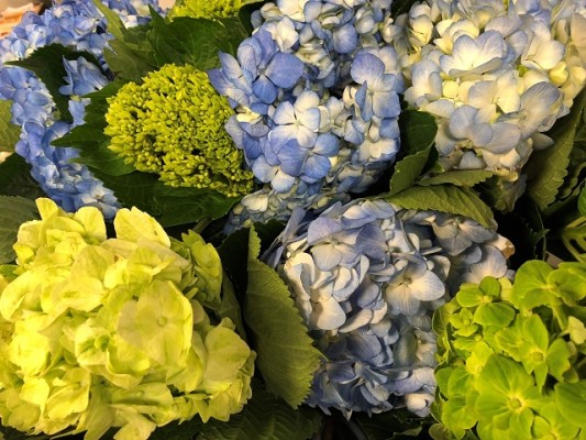 Established Wholesale/Retail Florist