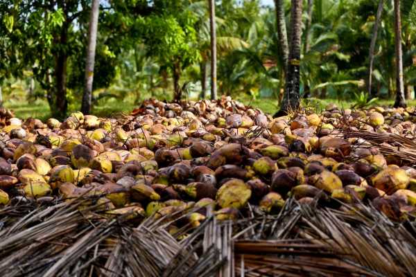 Buyer Wanted Sale of Coconut Estate