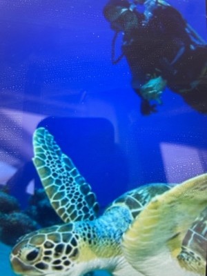 Dive Shop Adventure Tour Business For Sale FL
