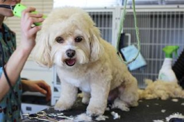 Pet Grooming Business for Sale - Bergen County, NJ