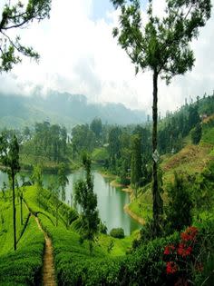 Sri Lanka Cinnamon Factory For Sale