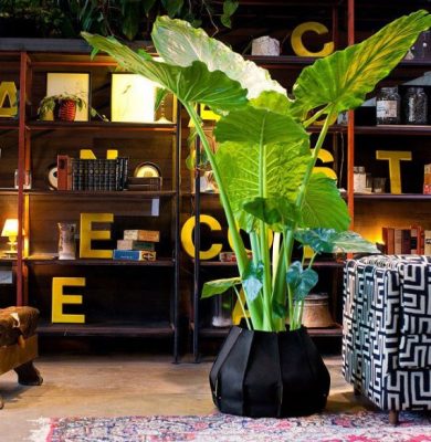 Live House Plants Shopify Website Business