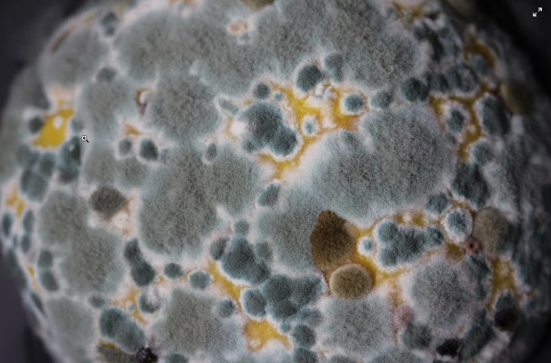 Mold Remediation & Water Damage Restoration