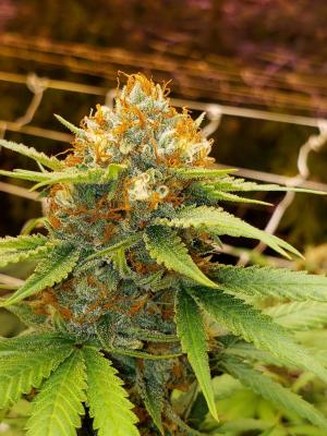A Fully Licensed, Cultivation Business for Sale