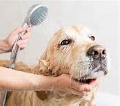 Dog Mobile Grooming, WLA Large Client Base. High