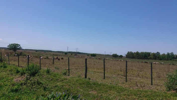 Paraguay Cattle Ranch/Brick Factory