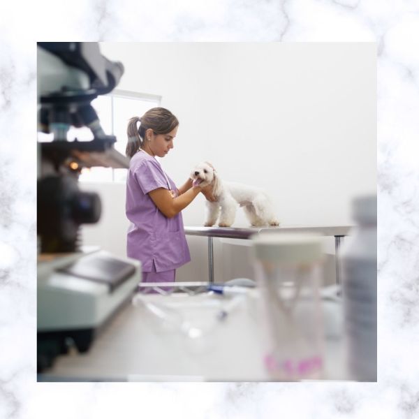 For Sale Established Veterinary Clinic Boarding & Grooming