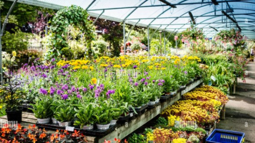 Established & Profitable Nursery with Land for Sale