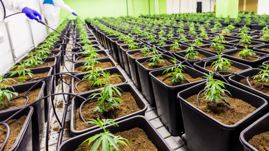 Accredited, State Approved Cannabis Career College