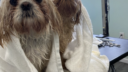 Dog Grooming Business for Sale in New Jersey