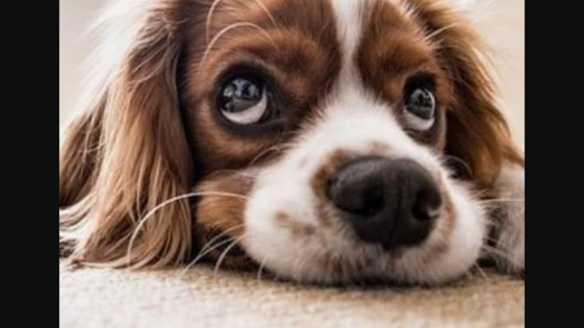 Pet Supply Ecommerce Website Business